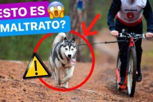 La Mejor Opción Para Llevar A Tu Perro En Bicicleta: El Canasto Ideal Para Disfrutar Juntos De Paseos Ciclistas